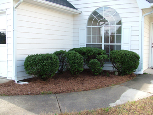 Shrubbery